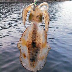柴山港　エギングでアオリイカ　スラックジャークの繰り返しでヒットしたのは400g