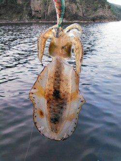 柴山港　エギングでアオリイカ　スラックジャークの繰り返しでヒットしたのは400g