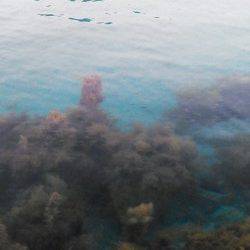 柴山港　エギングでアオリイカ　スラックジャークの繰り返しでヒットしたのは400g