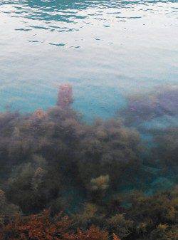 柴山港　エギングでアオリイカ　スラックジャークの繰り返しでヒットしたのは400g