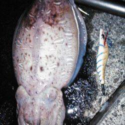 柴山港　ナイトエギングでコウイカ1.1kg♪