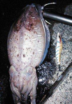 柴山港　ナイトエギングでコウイカ1.1kg♪
