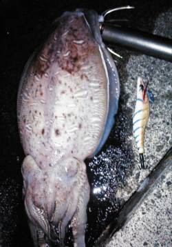 柴山港　ナイトエギングでコウイカ1.1kg…