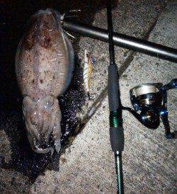柴山港　ナイトエギングでコウイカ1.1kg♪