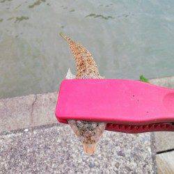 柴山港　朝のキスゲームでキス〜19cm4匹