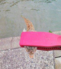 柴山港　朝のキスゲームでキス〜19cm4匹