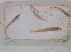 柴山港　朝のキスゲームでキス〜19cm4匹