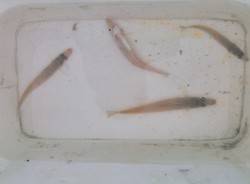 柴山港　朝のキスゲームでキス〜19cm4匹…