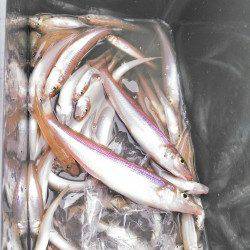 柴山港、キス最大28cm！2人で60匹の釣果☆