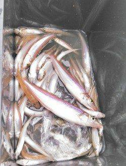 柴山港、キス最大28cm！2人で60匹の釣果☆