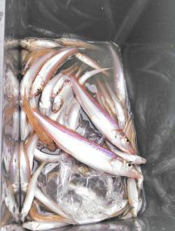 柴山港、キス最大28cm！2人で60匹の釣…