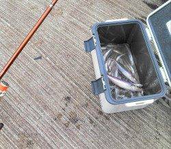 柴山港、キス最大28cm！2人で60匹の釣果☆