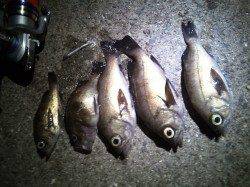 姫路西部エリア20cmを筆頭に5匹のメバルをGET！