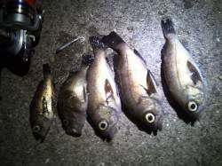 姫路西部エリア20cmを筆頭に5匹のメバル…