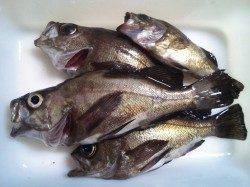 姫路西部エリア20cmを筆頭に5匹のメバルをGET！