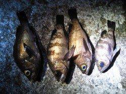 妻鹿沖波止でメバリング、KEEPサイズは4匹