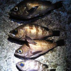 妻鹿沖波止でメバリング、KEEPサイズは4匹