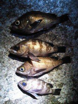 妻鹿沖波止でメバリング、KEEPサイズは4匹