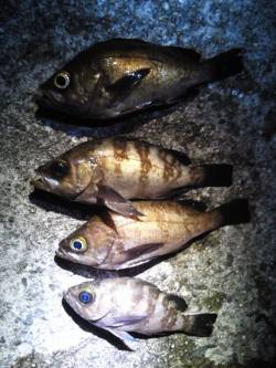 妻鹿沖波止でメバリング、KEEPサイズは4…