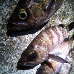 妻鹿沖波止でメバリング、KEEPサイズは4匹