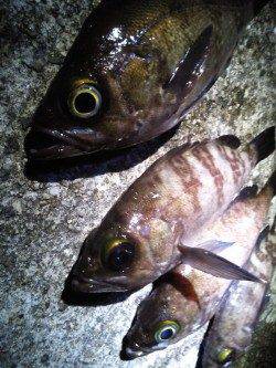 妻鹿沖波止でメバリング、KEEPサイズは4匹