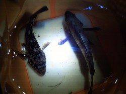 妻鹿沖波止、 マイクロワインド＆メバリング釣果