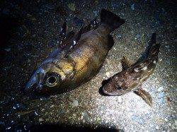 妻鹿沖波止、 マイクロワインド＆メバリング釣果