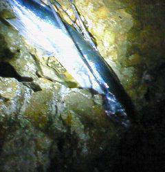 竹野港でエギング、珍客？がつれました＾＾