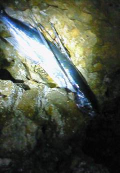 竹野港でエギング、珍客？がつれました＾＾