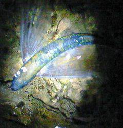 竹野港でエギング、珍客？がつれました＾＾