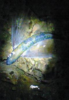 竹野港でエギング、珍客？がつれました＾＾