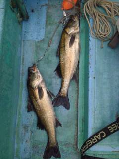 岸和田一文字のハネ釣り