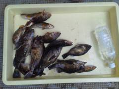 沖の北で、良型のガシラあがっています！