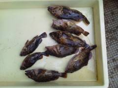 沖の北で、良型のガシラあがっています！