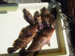 沖の北で根魚釣り！高級魚のアコウも！