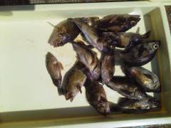 沖の北で根魚釣り！高級魚のアコウも！