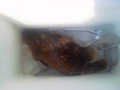 沖の北、30cmのアコウの姿も♪他にメバル…