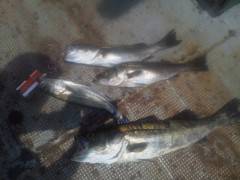 岸和田一文字　シラサエビでハネ・ガシラ