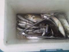 沖の北でサビキ、良型のアジも釣れ出していま…