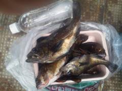 沖の北でウキ釣り、メバル・ガシラの釣果