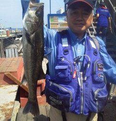 8日、沖の一文字・旧の赤灯台でのウキ釣りハネ釣果情報