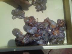 沖の一文字でタコの数釣り楽しめそうです♪