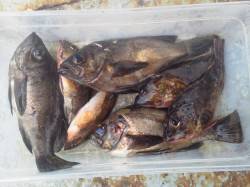 岸和田一文字　ウキ釣りでハネ60cmの他メ…