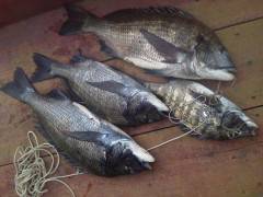 落とし込み、イガイで良型チヌ4枚！