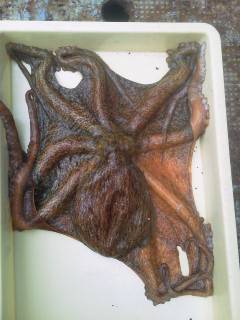 岸和田エリアでもタコよく釣れています！2k…