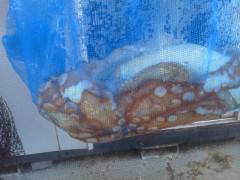 沖の北でタコがあがってます