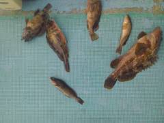 沖の北でしらさのウキ釣り、31cmのアコウなど釣れました