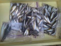 沖の北・沖一文字スリットともに豆アジ大漁で…