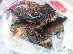 岸和田一文字16日のウキ釣り情報