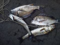 岸和田一文字16日のウキ釣り情報